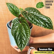 Tanaman hias Anthurium Sirih - Anturium Sirih - Anthurium Radicans