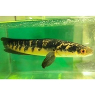(COD) Ikan Channa 12-14 Cm Maru Yellow Sentarum (Red Eye) Channa Ys
