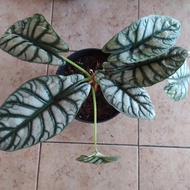 tanaman alocasia silver dragon alocasia dragon silver