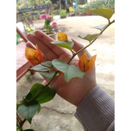 Bunga Kertas Citra Oren Kuning