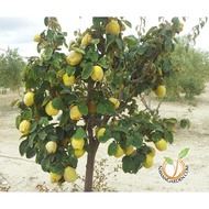 [Rare] Tropical Quince Tree Hybrid/ Pokok TROPICAL QUINCE HYBRID (Air Layer) / Live Fruit Plants/Exo