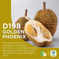 D198 Sapling Durian Golden Phoenix🌱🔥金凤榴莲苗 🌱🔥 Pokok Kim hong 🌱Anak Pokok Durian JIN FENG 🌱🔥