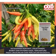 50 Bibit Cabe Rawit Dompol Orion F1 Bibit Cabe Rawit Dompolan Bibit Cabe Rawit Orion F1 Benih Cabe R