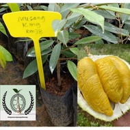 Anak Pokok Durian Musang king BlackThorn Monthong etc