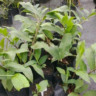 HERBA BONGLAI HITAM (DEEN_FARM)