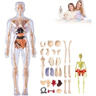 Organizeh - Clear Human Body Structure Model with Instruction Guide, 29 Piece 3d Anatomy Figure, DIY