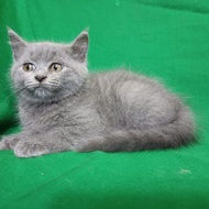 kucing british shorthair jantan/ betina ready