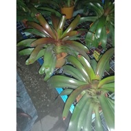 bromeliad super fire ball live plant