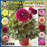 Mixed Color Dahlia Seeds for Planting (200 Seed) Dahlia Flower Seeds for Gardening Potted Dahlia Liv