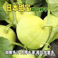Ready Stock Quick Shipping Rock Candy Sweet Treasure Melon Seeds Melon Gherkin Spring Autumn Early C