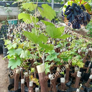 bibit anggur moondrop bibit anggur import moondrop grafting cepat berbuah bibit anggur california bi