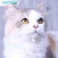 Kucing Persia Flatnose Calico Dillute Proven Longhair Bulu Kaps Betina