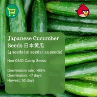 Japanese Cucumber Seeds Timun Jepun 日本黄瓜 (4 seeds | 16 seeds | 55 seeds)