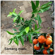 bibit jeruk santang madu