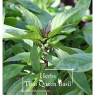 Organic Thai Queen Basil Seeds - 100 seed *Pot Friendly* Tanam Pasu Biji Benih Selasih Thai Basil 九层