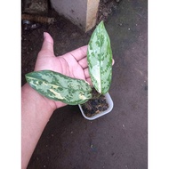 Sindo - Aglaonema Commutatum VARIEGATED Plant  A Vibrant Indoor Plant for Singaporean Homes