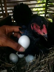 Telur ayam bangkok pakhoy / telur ayam petarung fertil asli 1