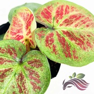 [Live Plant] Caladium bicolor houseplant, Keladi warna mix by LS Group