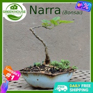 Green House® - Bonsai NARRA Seeds for Planting Dwarf Tree Plants (2 Seed) + F R E E Fertilizer &amp; Planting Instructions, Nara Philippine Mahogany Pterocarpus indicus Willd Trees