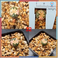 แอสโตรด่าง(astrophytum asterias variegated) #แอสโตรด่าง สินค้ามีจำนวนจำกัด