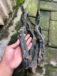 Bahan Akar Bahar Untuk Kerajinan Body Hitam Size Jumbo