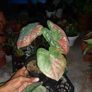 Caladium Red Beret/ Keladi Cat Tumpah (Daun Bulat)_by miee garden