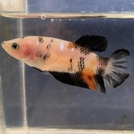 Cupang Female Betina Giant Multicolor Nemo Galaxy A001