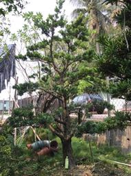 【盛宏園藝】蘭嶼羅漢松︱彎曲造型羅漢松AA01母果︱高度350公分以上(請自取)