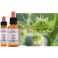 Bach Flower Essence [Sweet Chestnut●Sweet Chestnut] Healing Herbs/BachFlowerEssence/Grief and Grief
