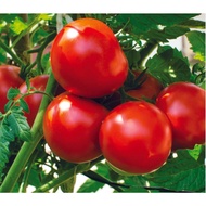 Red Tomato Seeds Biji Benih Tomato Besar Biji Benih Sayur 红番茄种子 大番茄种子