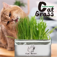 SgStock -Natural Cat Grass Plant Kit DIY Cat Grass||Soil-less Fast Grow Rye Barley Wheat grass Plant Set Control