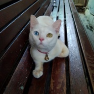 [EDISI PENSIUN] Kucing Anggora Putih Polos Odd Eye Jantan belum steril
