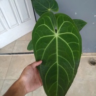 Anthurium magnificum verde || kuping gajah kalong