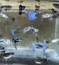 「高雄養水蚤」藍尾禮服孔雀魚亞成魚，1.5-2個月大小，已可分公母。1份4對，其中一對為緞帶，140元。超商取貨。