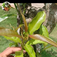 daun pucuk Putat segar,lalapan 500gram