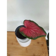 keladi /caladium thai hybrid