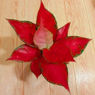 Aglaonema red anjamani mutasi / Aglonema red anjamani florist nursery/