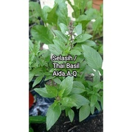 POKOK SELASIH/THAI BASIL