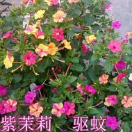 Flower Seed Balcony Potted Purple Jasmine Seed Land Mine Flower Night Laixiang Seed Courtyard Four S