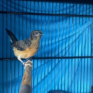 burung murai batu medan jantan trotol 