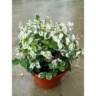POKOK BUNGA SNOW BUSH pokok kembang salji tahan lasak