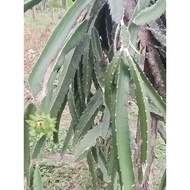keratan pokok naga merah