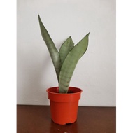 Sansevieria Moonshine 白玉虎皮兰 (不包过花盆) (Snake Plant) (Without Pot)