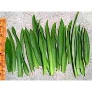 20 helai Beijing Grass Rumput Siti Khadijah  20 gram Rumput Cina...herba rawatan alternatif  kanser kencing manis