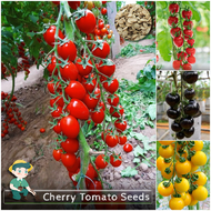 [100% Original Seed] Cherry Tomato Seeds for Planting Vegetable Plants (150 Seed) Fresh Fruit Seeds 