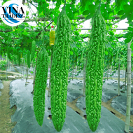 AMPALAYA LONG SEEDS（ 10 Seeds ) - Long Green Variety / Bitter Gourd