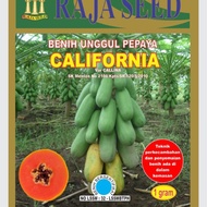 Biji Benih Betik pokok rendah jenis California berbuah lebat sesuai untuk tanaman komersial pack 1gram 50biji