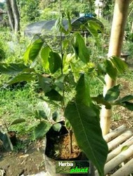 bibit rambutan rapiah/ropiah