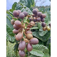 Pokok Buah Matoa / Longan Brazil /Buah Kristal