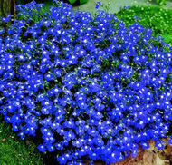 Lobelia flower Trailing  BLUEseed- (Lobelia Pendula )